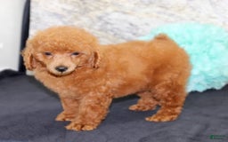 Miniature Poodle dogs for sale: Roger - Image 5