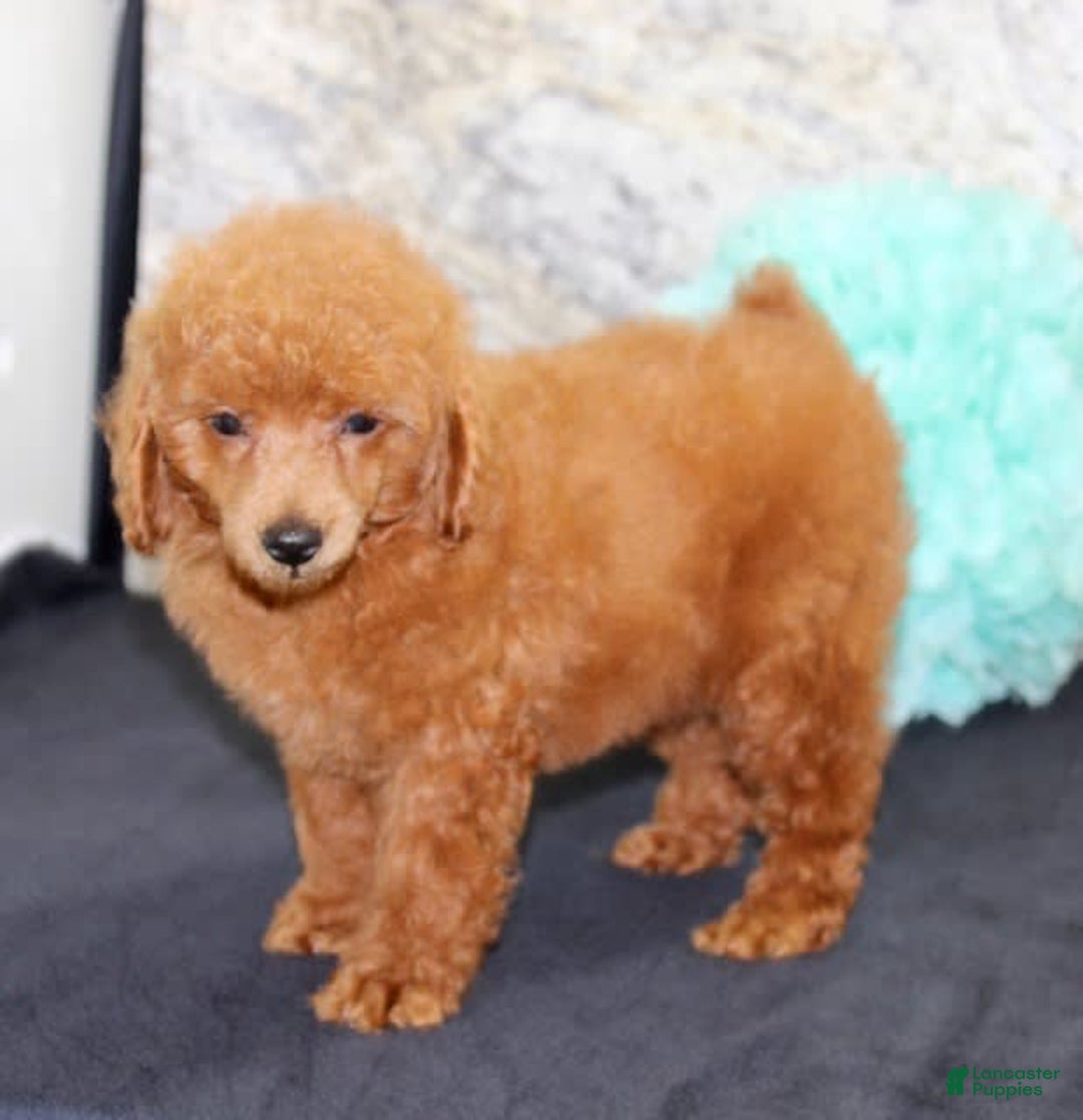 Miniature Poodle dogs for sale: Roger - Image 5