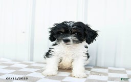 Cavapoo dogs for sale: Carolina - Image 5
