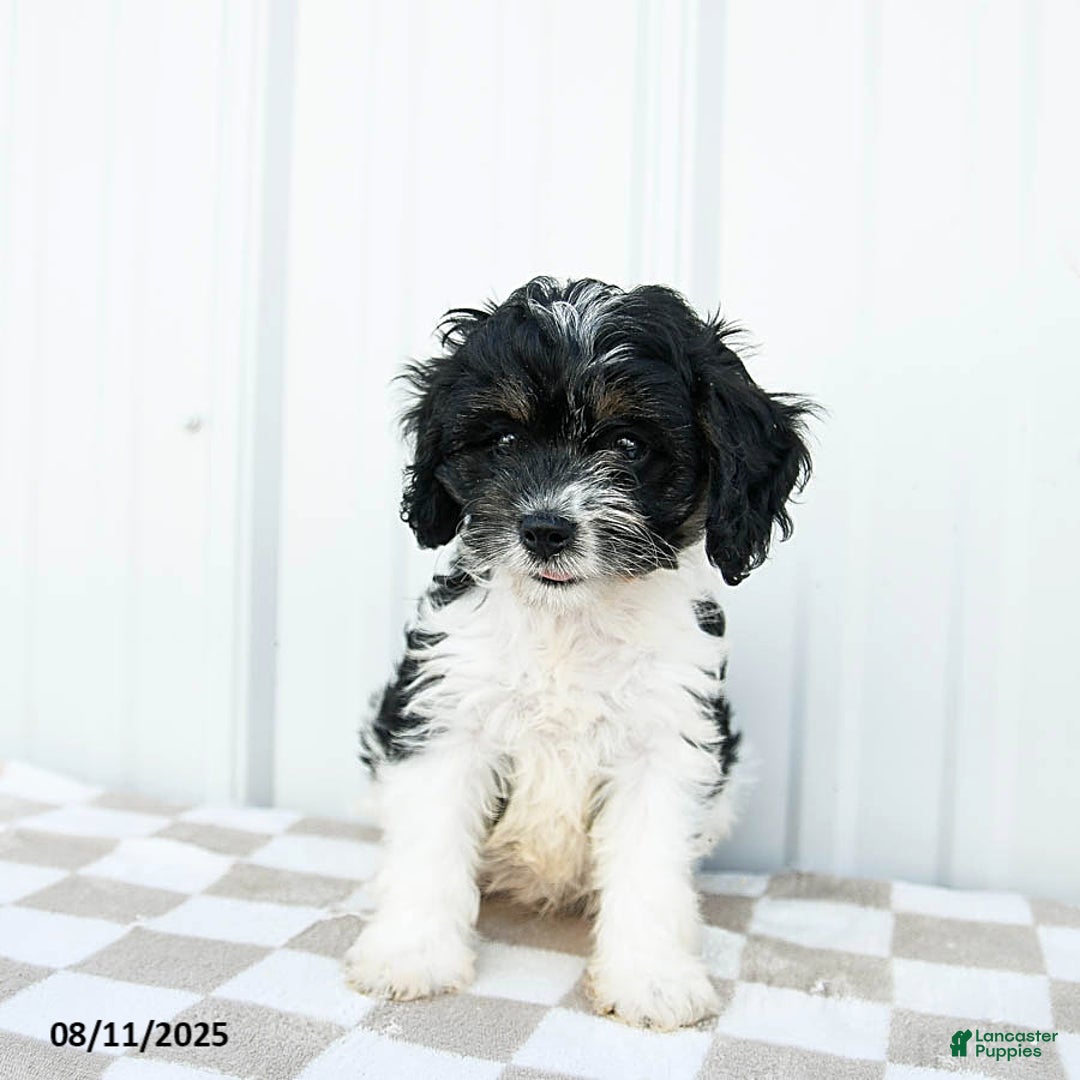 Cavapoo dogs for sale: Carolina - Image 5