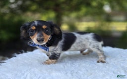 Miniature Dachshund dogs for sale: Timothy - Image 2