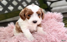 Cavapoo dogs for sale: Brady - Image 3