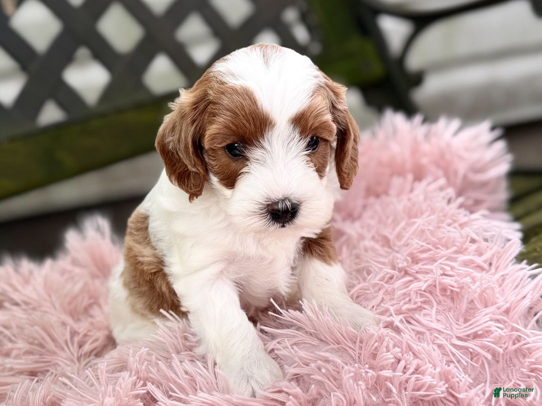 Cavapoo dogs for sale: Brady - Image 3