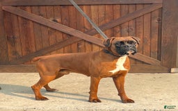 Boxer dogs for sale: Bear - Image 17