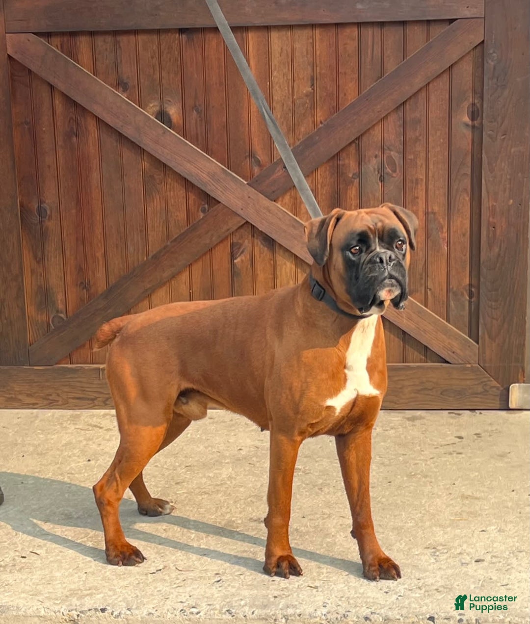 Boxer dogs for sale: Bear - Image 17