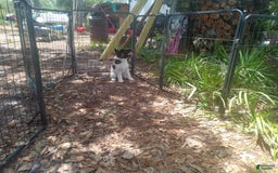 categoriesInfo:categoryAttributeOptions.pets.dogs.breed.akita dogs for sale: Pocahontas - Image 2