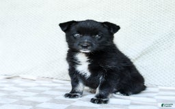 Pomsky dogs for sale: Bear - Image 3