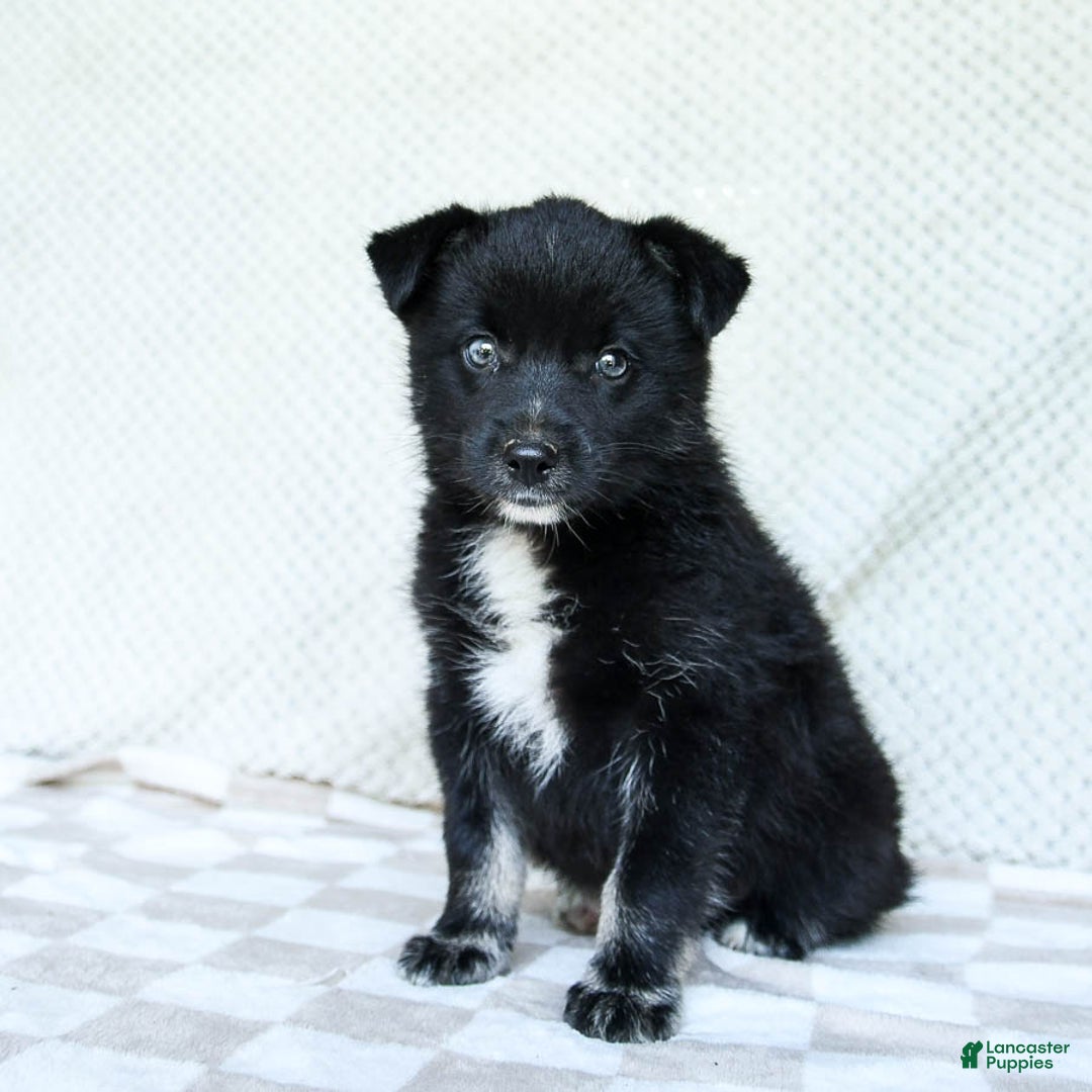 Pomsky dogs for sale: Bear - Image 3