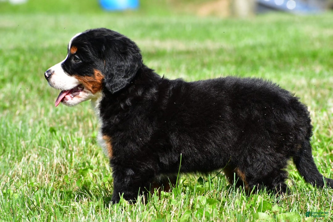 Bernese Mountain Dog dogs for sale: Bailey - Image 7