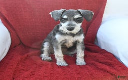 Miniature Schnauzer dogs for sale: Malenna - Image 9