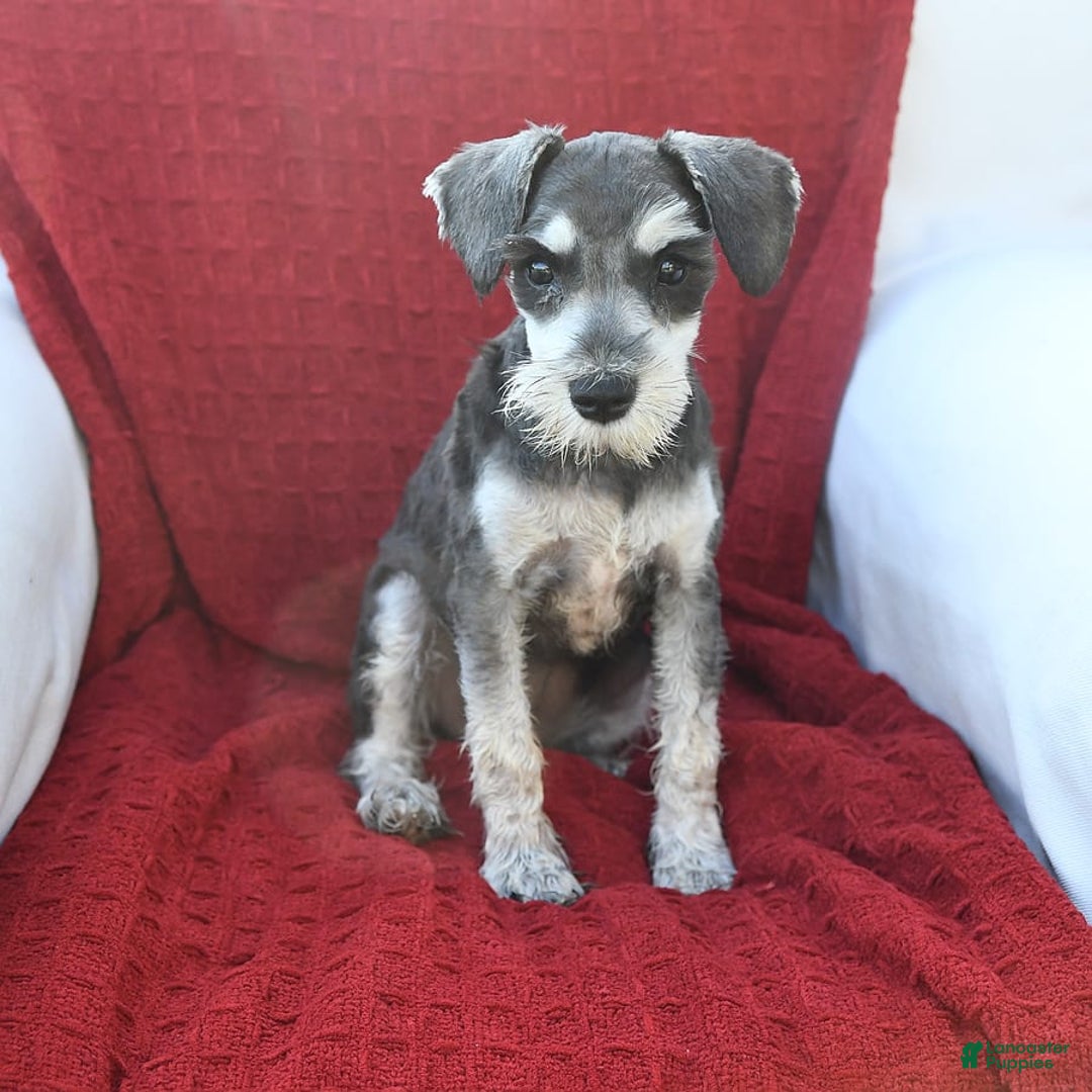 Miniature Schnauzer dogs for sale: Malenna - Image 9