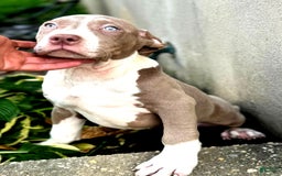 American Bully dogs for sale: "   Aaliyah" - Image 4