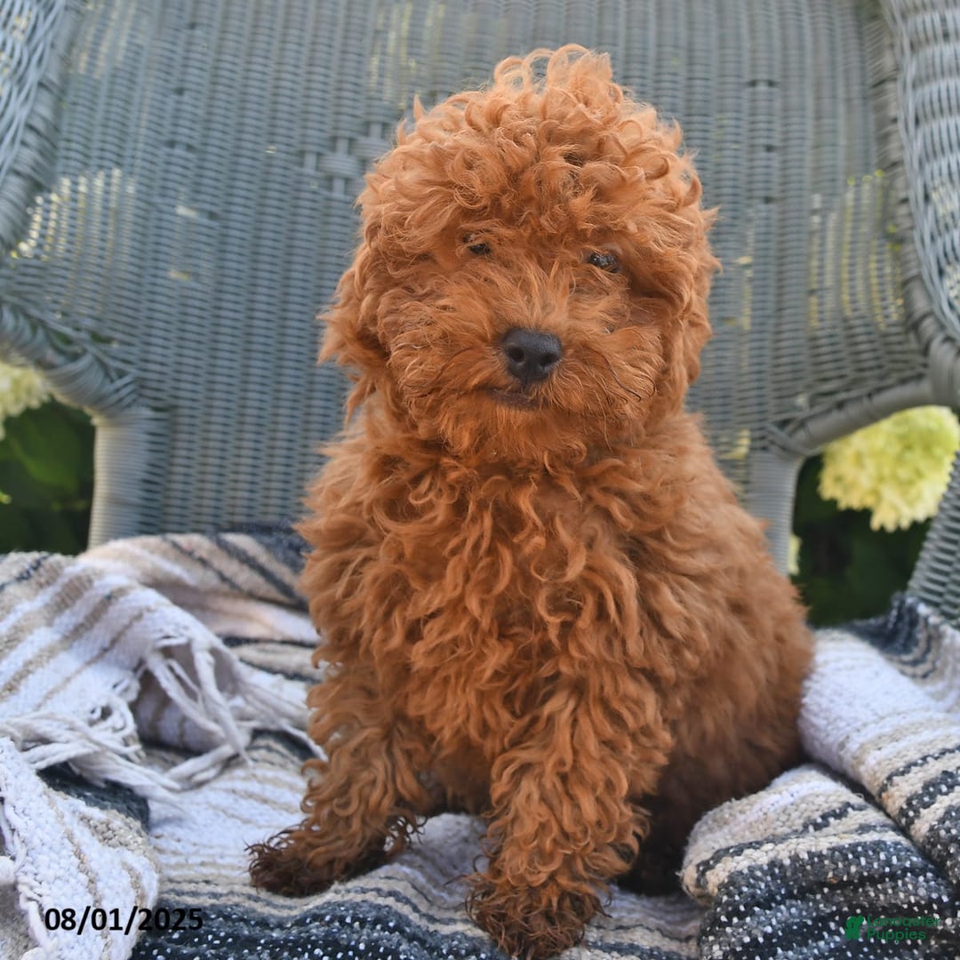 Bichpoo dogs for sale: Caspar - Image 2