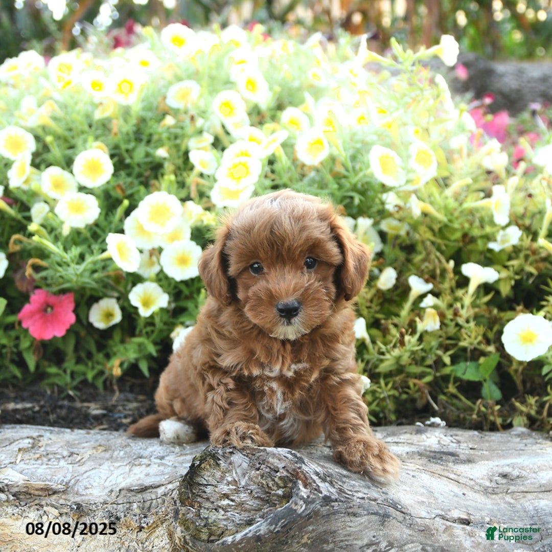 Havapoo dogs for sale: Tucker - Image 3