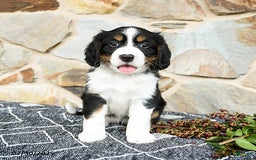 Miniature Bernese Mountain Dog dogs for sale: Maple - Image 2