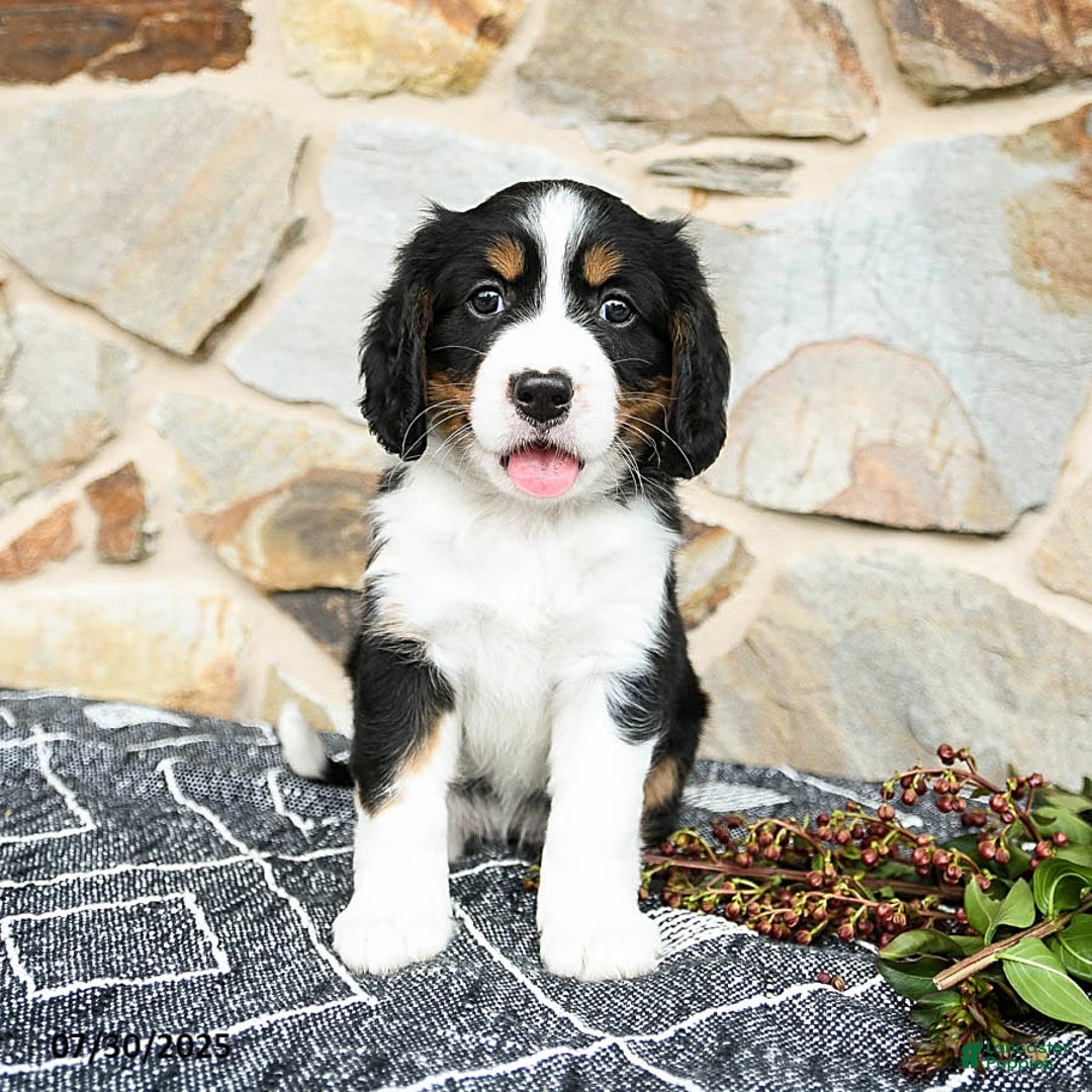 Miniature Bernese Mountain Dog dogs for sale: Maple - Image 2