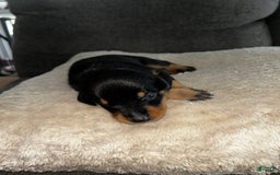 Doberman Pinscher dogs for sale: Blue Collar - Image 2