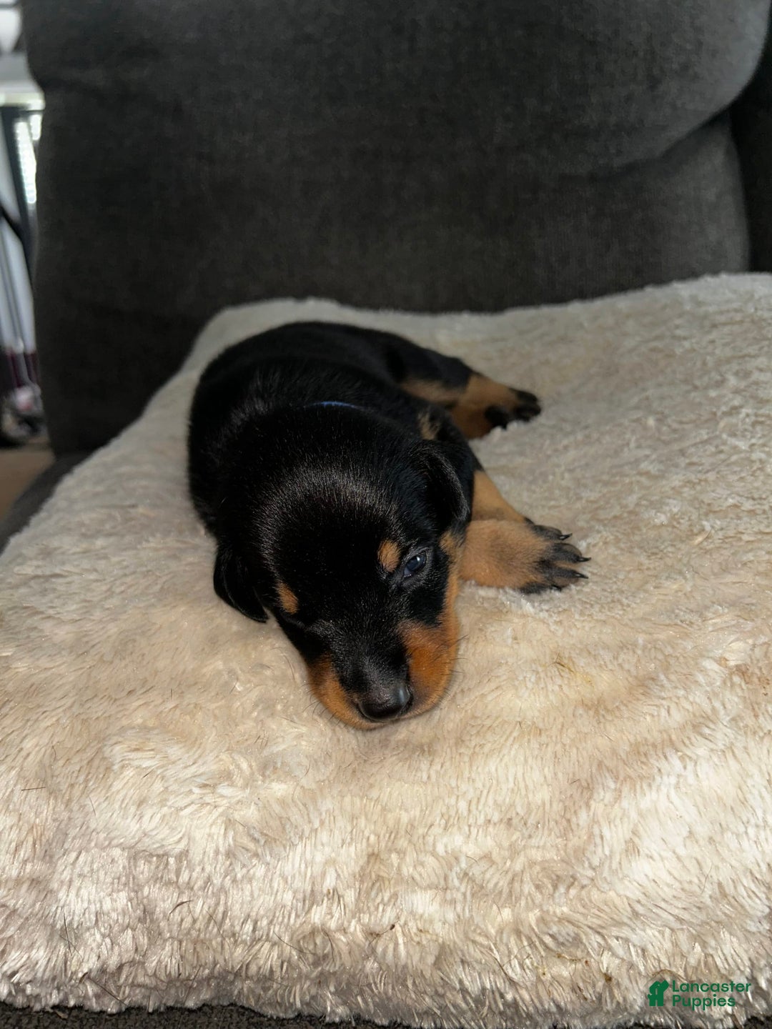 Doberman Pinscher dogs for sale: Blue Collar - Image 2