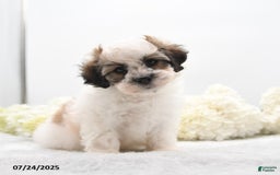 Teddy Bear dogs for sale: Isaiah - Image 2