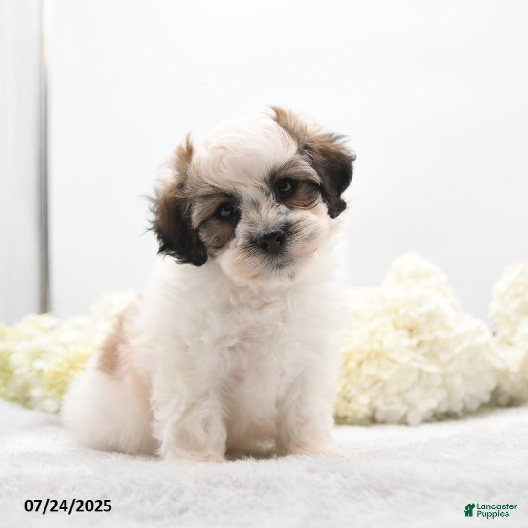 Teddy Bear dogs for sale: Isaiah - Image 2