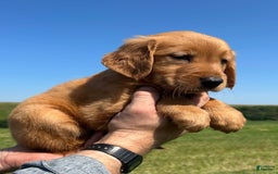 Golden Retriever dogs for sale: Meadow - Image 3