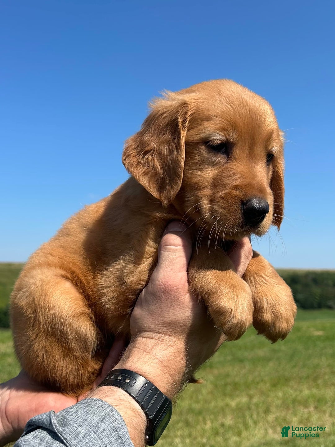 Golden Retriever dogs for sale: Meadow - Image 3