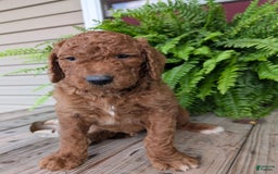 Goldendoodle dogs for sale: Cash - Image 3