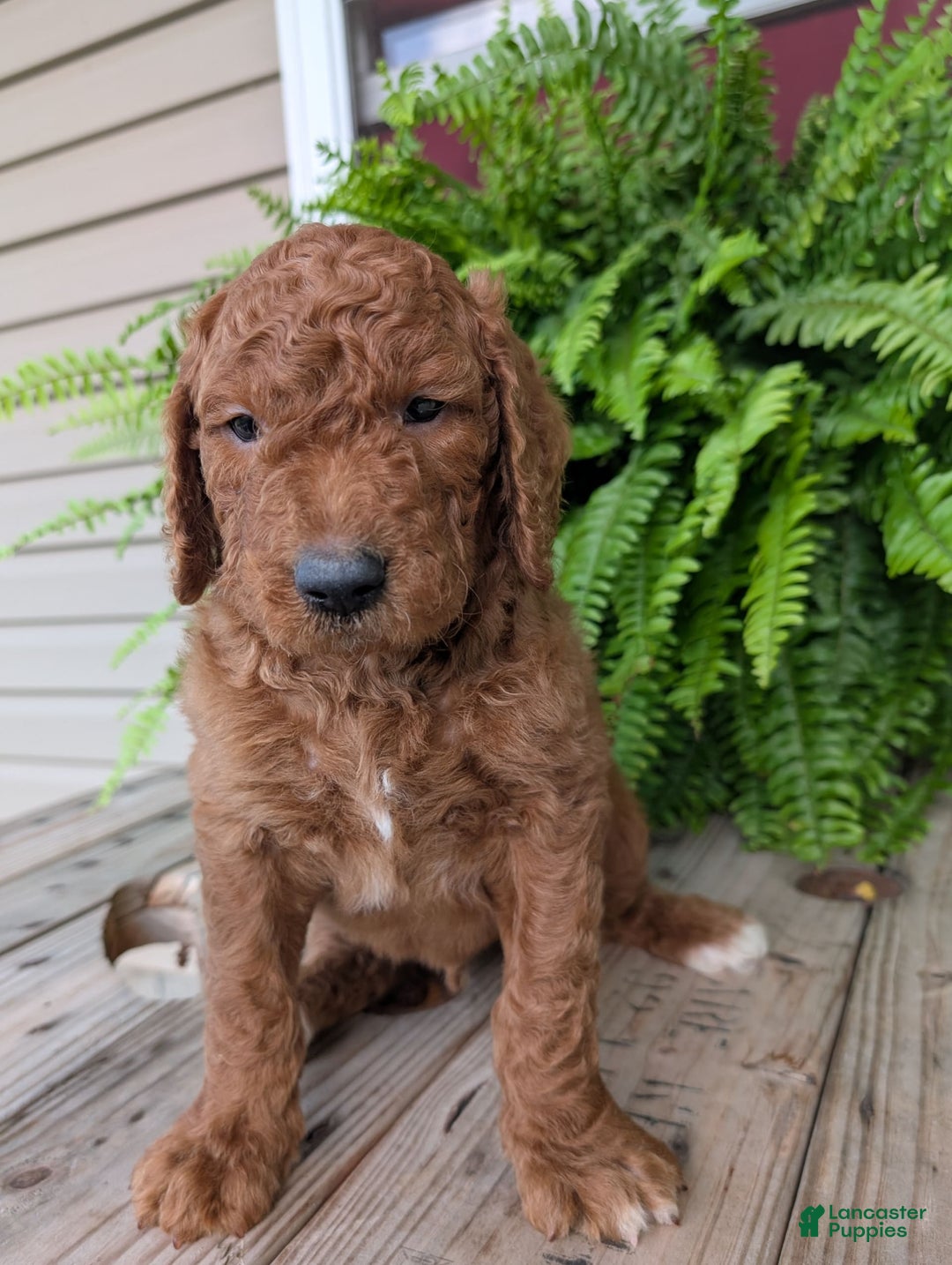 Goldendoodle dogs for sale: Cash - Image 3