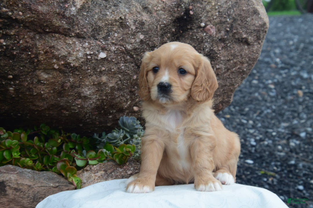 Miniature Golden Retriever dogs for sale: Daisy - Image 1