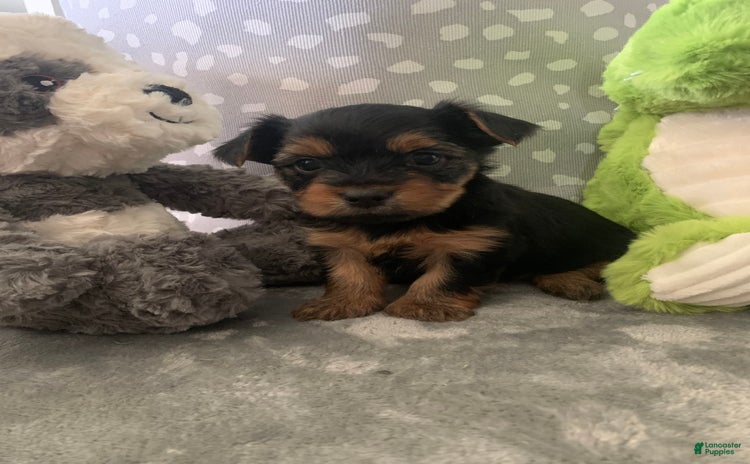 Yorkshire Terrier dogs - Advert 3