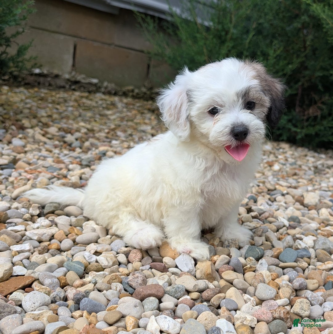 Teddy Bear dogs for sale: Cloud - Image 13