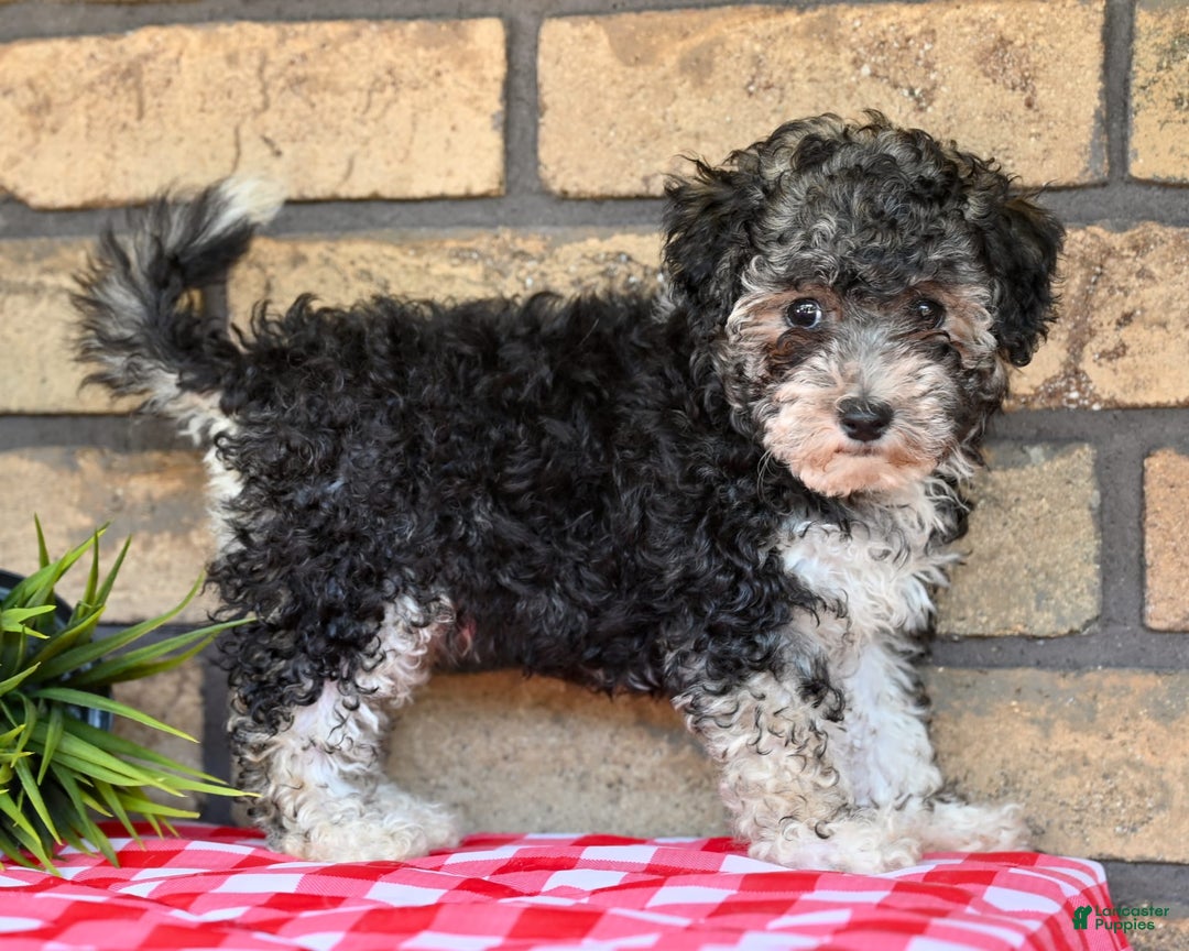 Havapoo dogs for sale: Scout - Image 4