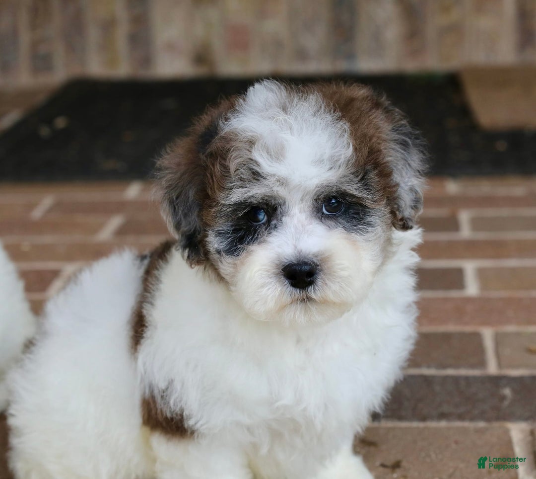 Shihpoo dogs for sale: Leo - Image 9
