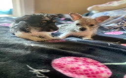 Chihuahua dogs for sale: April - Image 8