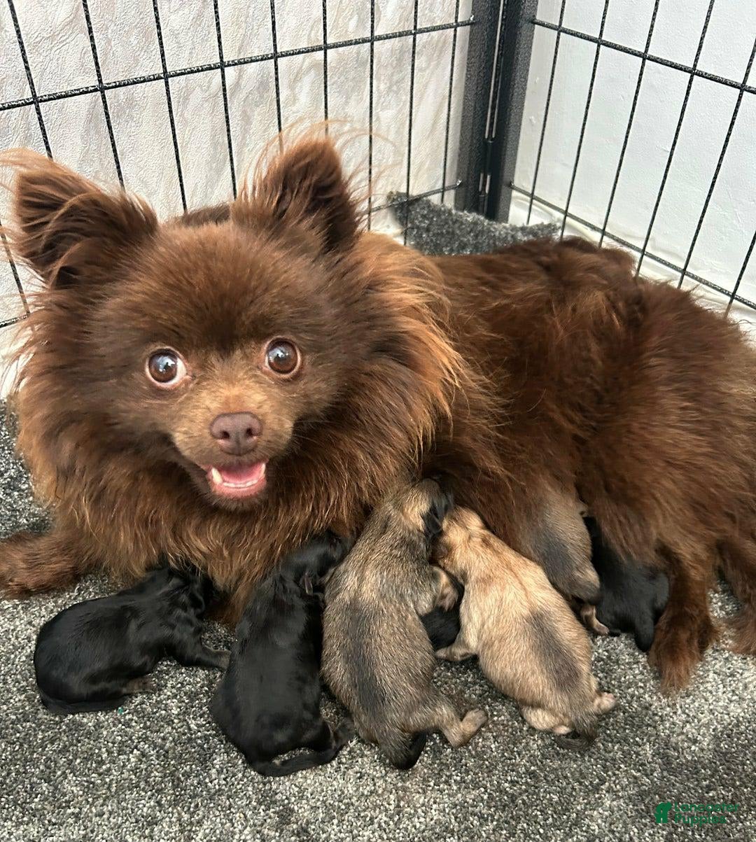 Pomeranian dogs for sale: Sydney - Image 4