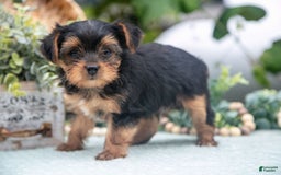 Shorkie dogs for sale: Hunter - Image 2