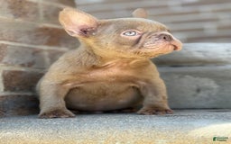 French Bulldog dogs for sale: Crisean boy 3 - Image 1