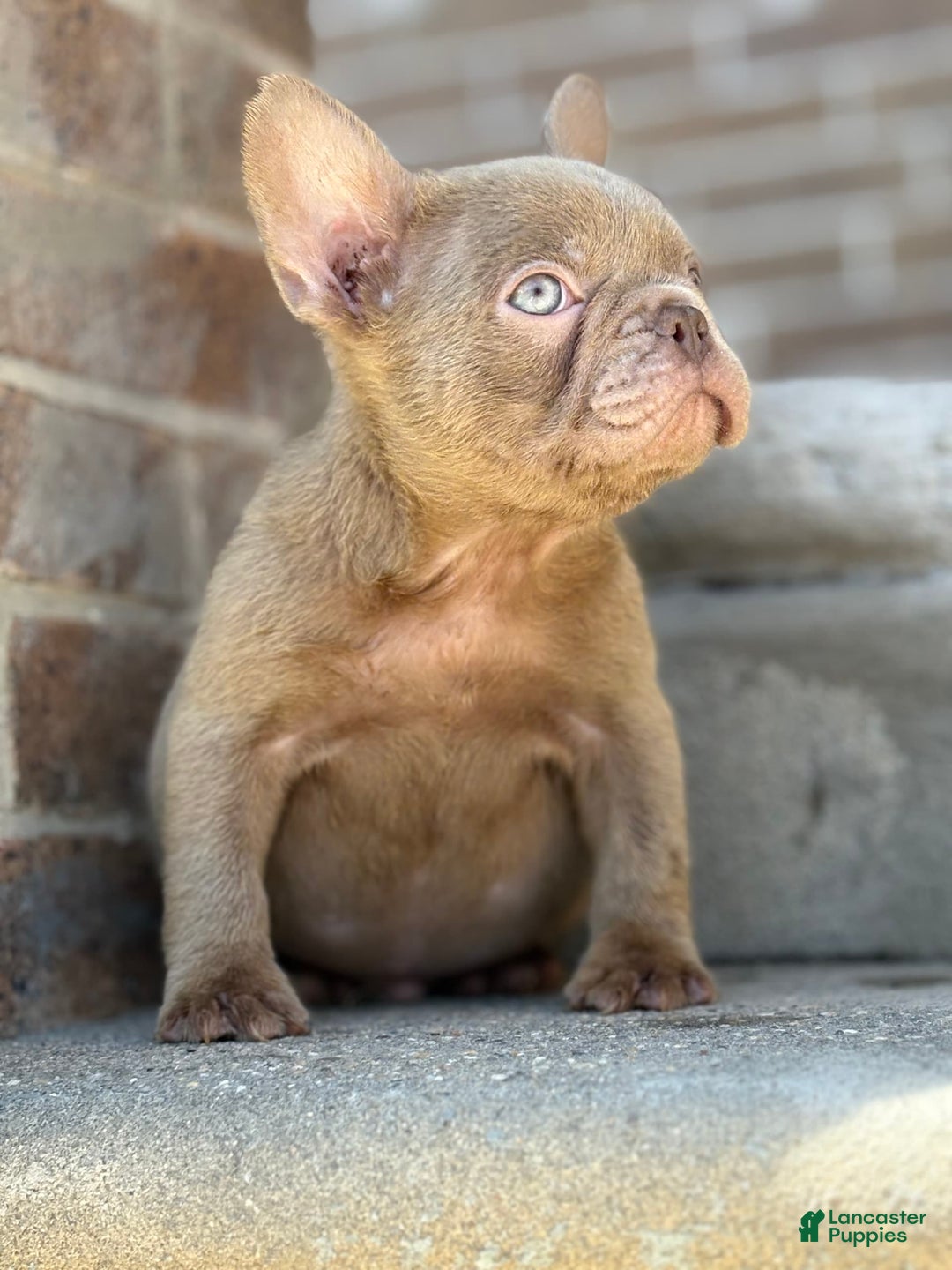 French Bulldog dogs for sale: Crisean boy 3 - Image 1