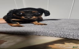 Miniature Dachshund dogs for sale: Paisley - Image 3
