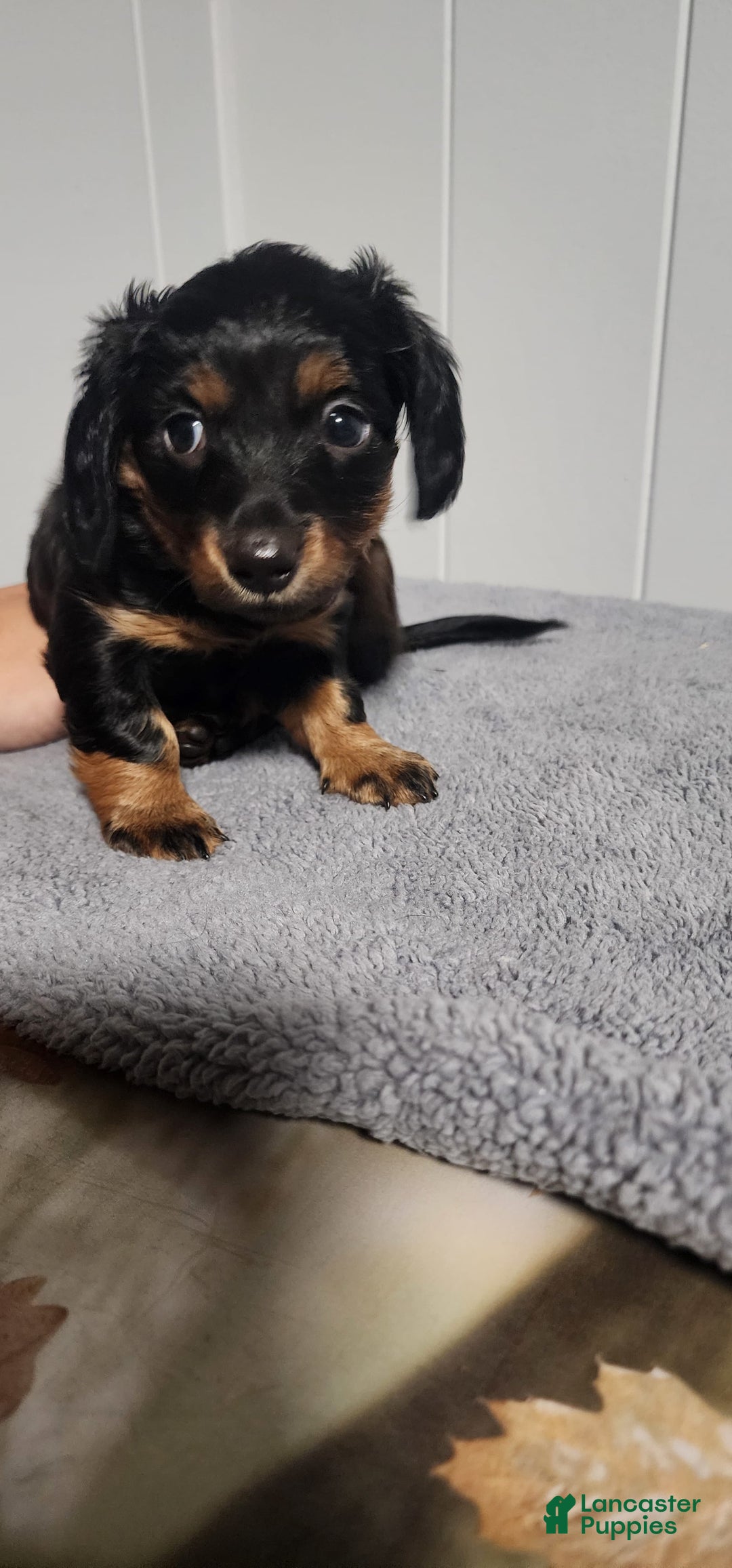 Miniature Dachshund dogs for sale: Paisley - Image 3