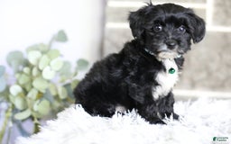 Yorkiepoo dogs for sale: Arrow - Image 16