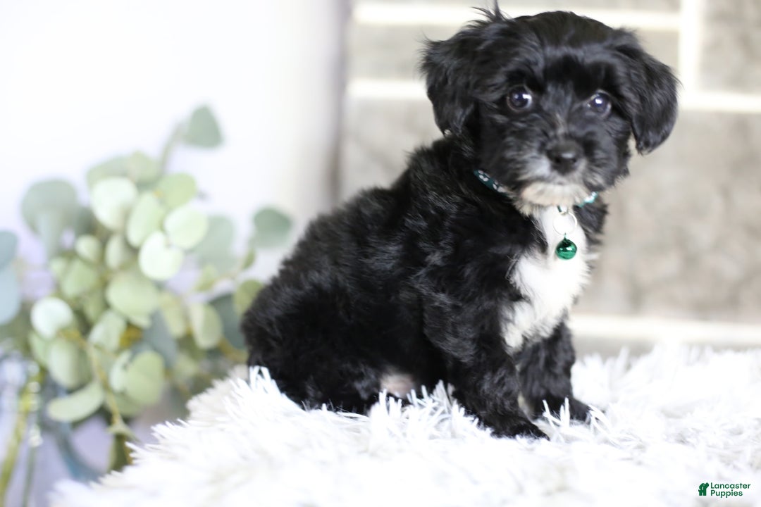 Yorkiepoo dogs for sale: Arrow - Image 16
