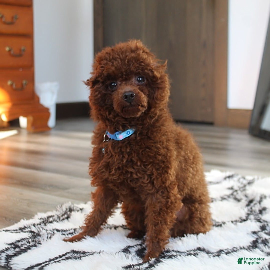 Cavapoo dogs for sale: Drover - Image 17