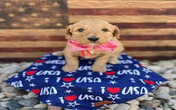 Standard Poodle dogs for sale: Paris / Red Girl - Image 1