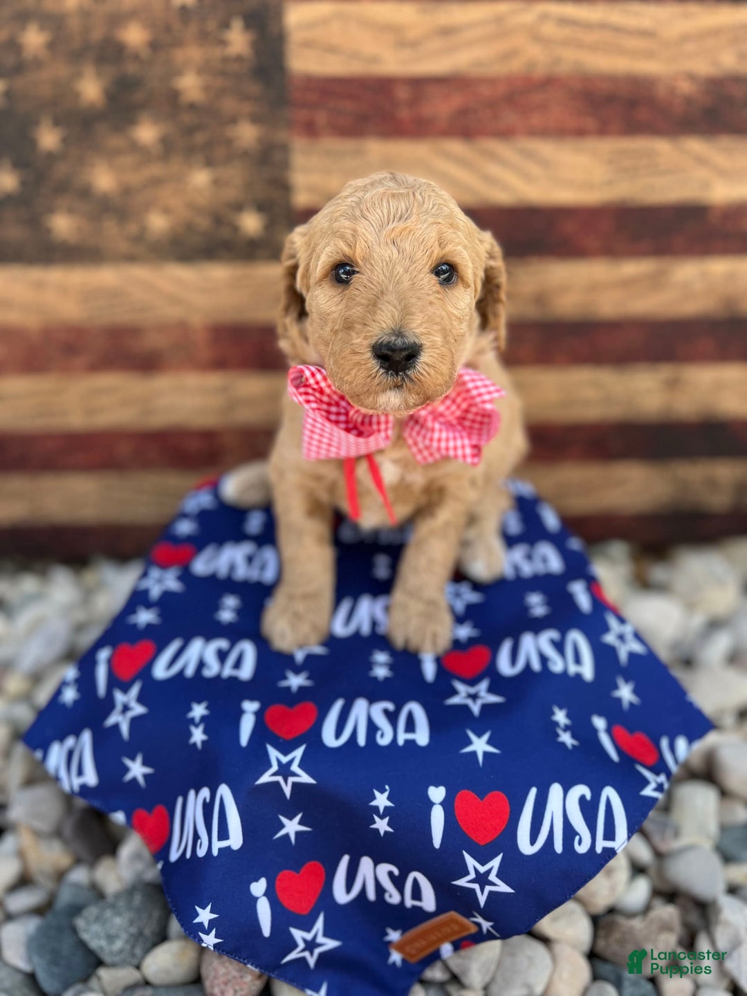 Standard Poodle dogs for sale: Paris / Red Girl - Image 1