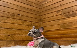 French Bulldog dogs for sale: Olive - Image 9