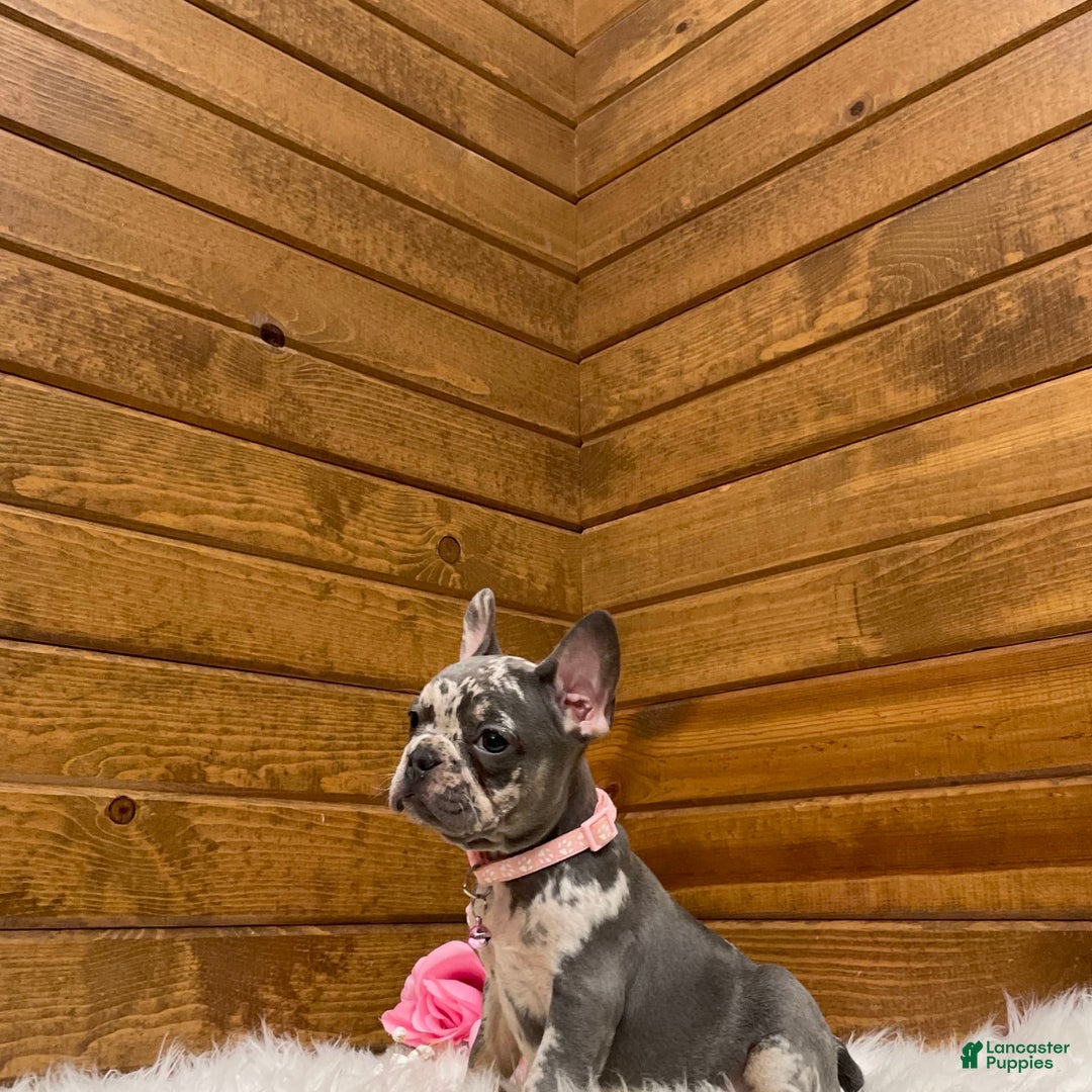 French Bulldog dogs for sale: Olive - Image 9