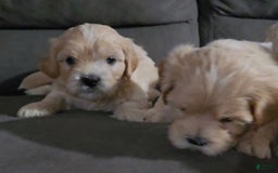 Cavapoo dogs for sale: Male 2 Bruno Jr - Image 5