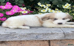 Great Pyrenees dogs for sale: Ginger - Image 2