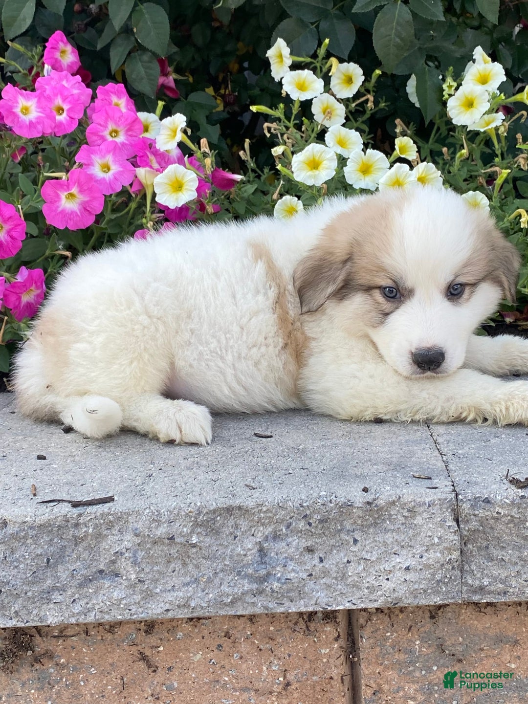 Great Pyrenees dogs for sale: Ginger - Image 2